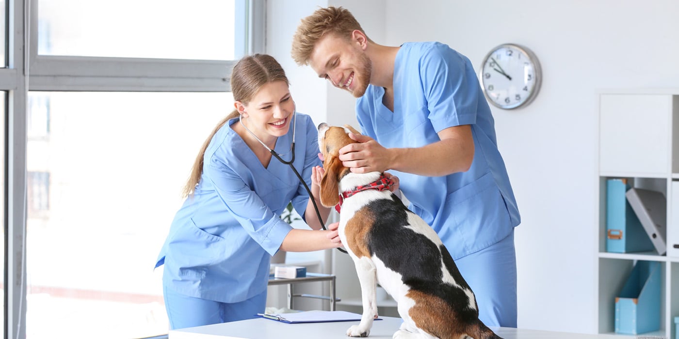 Veterinary assistants with dog